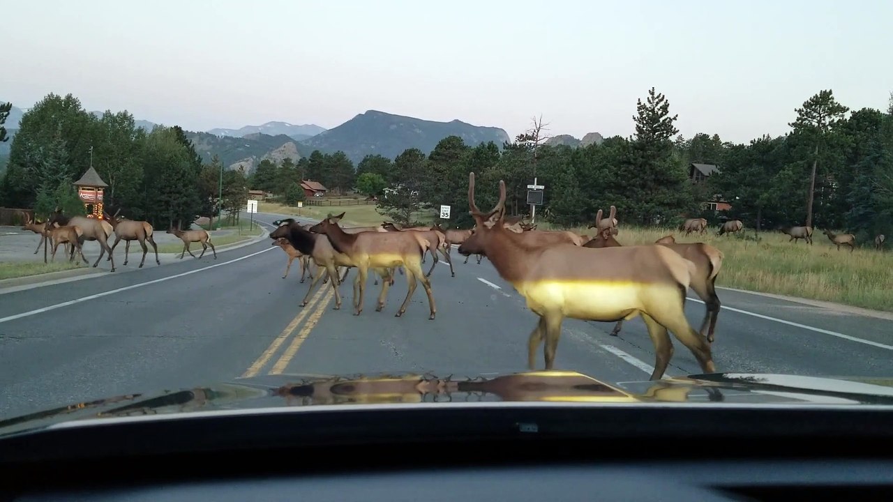 Caution Elk Crossing