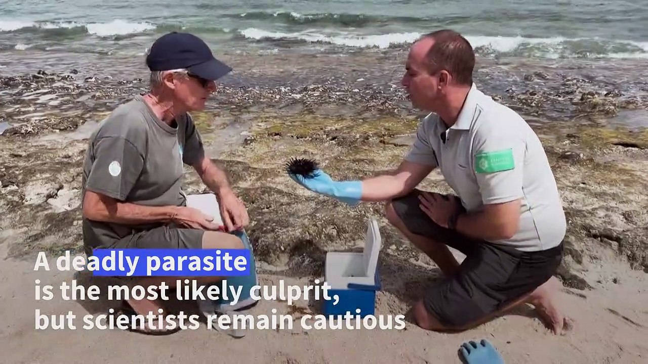 Thousands of sea urchins found dead on Reunion Island