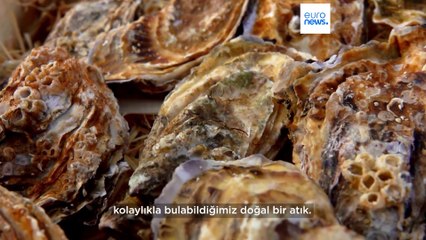 Fransa: Atık istiridye kabuklarından yapılan boya, klima kullanımını yüzde 50'ye kadar düşürüyor