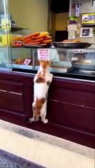 Ce chat attend son repas