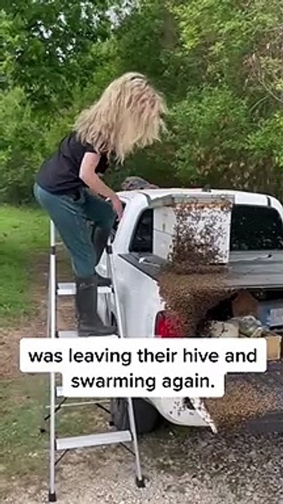 Un essaim d'abeilles a envahi sa voiture, elle la déplace vers une vraie ruche !