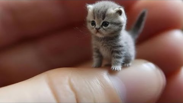 Miniatura