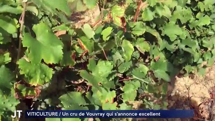 VITICULTURE / Une cuvée de Vouvray qui s'annonce excellente