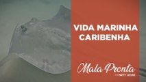 Patty Leone mergulha com arraias nas águas cristalinas das Ilhas Cayman | MALA PRONTA