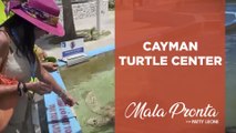 Conheça o santuário das tartarugas marinhas nas Ilhas Cayman com Patty Leone | MALA PRONTA