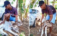 Bezerra nasce com duas cabeças na Bahia e surpreende; veja vídeo