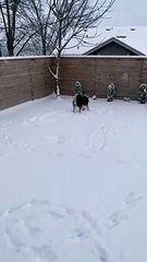 Happy Husky Plays in Snow For The First Time   PETASTIC