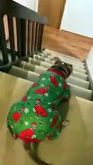 Dog Going Downstairs on Two Balls   PETASTIC