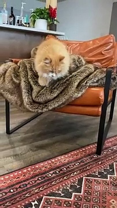 Two-legged Cat 'Climbs Down' a Chair & Walk Like Rabbit   PETASTIC