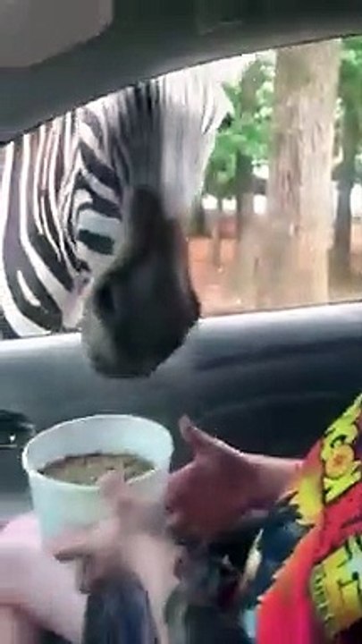 Hungry Zebra Snatches Food Bucket from Safari Visitor   PETASTIC