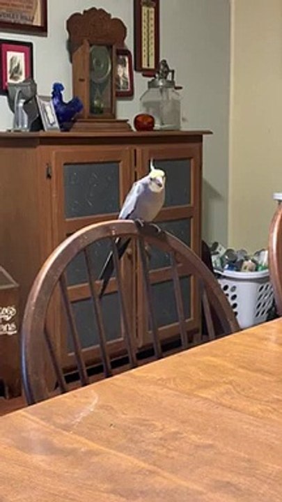 Cockatiel Caught on Camera While Singing   PETASTIC