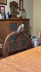 Cockatiel Caught on Camera While Singing   PETASTIC
