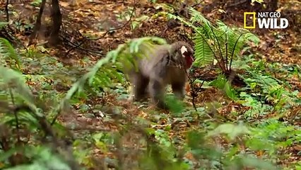Pour les macaques femelles, la saison des amours est un véritable enfer