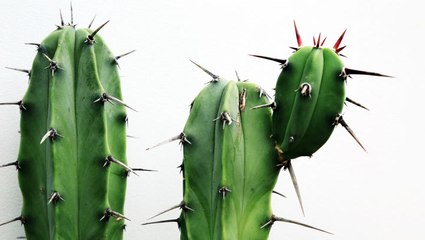 Cactus Plants: How to Grow and Care For These Prickly Greens