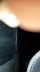 Passageira denuncia infestação de baratas em ônibus de BH