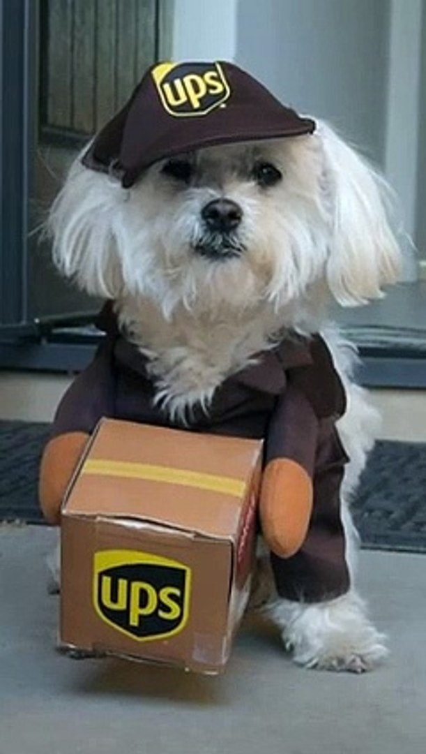 ups delivery man costume