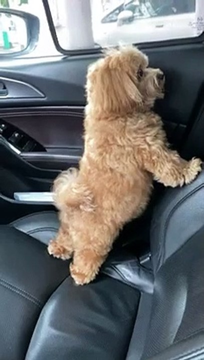 This adorable Maltipoo has become internet famous for being SUPER CLINGY   PETASTIC