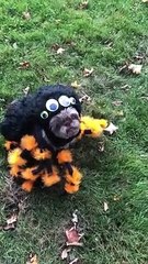 Funny Spider Dog Costume For Halloween   PETASTIC
