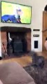 Overexcited dog starts jumping & gets caught mid-air by owner   PETASTIC