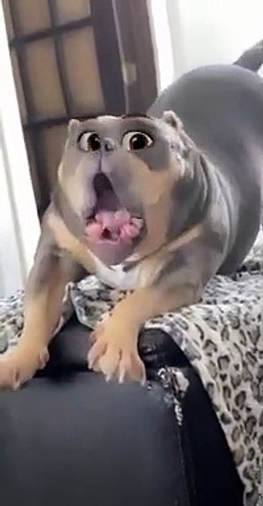 Cute Snapchat Filter Turned Dog into Disney Character   PETASTIC