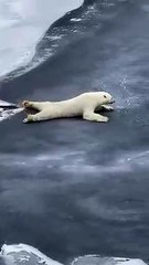 Smart polar bear is a bit too careful while moving over thin ice   PETASTIC