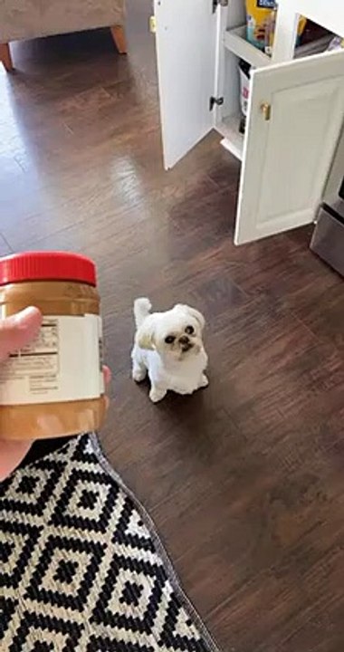 Shih-Tzu is at a loss for words after getting surprised with his favorite peanut butter   PETASTIC