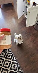 Shih-Tzu is at a loss for words after getting surprised with his favorite peanut butter   PETASTIC