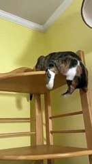 Chaotic Cat Plays Around On Top Of Shelf, Treats It As Her Tree   PETASTIC