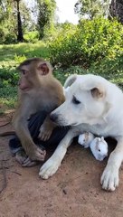 Funny monkey,dog,and chicks