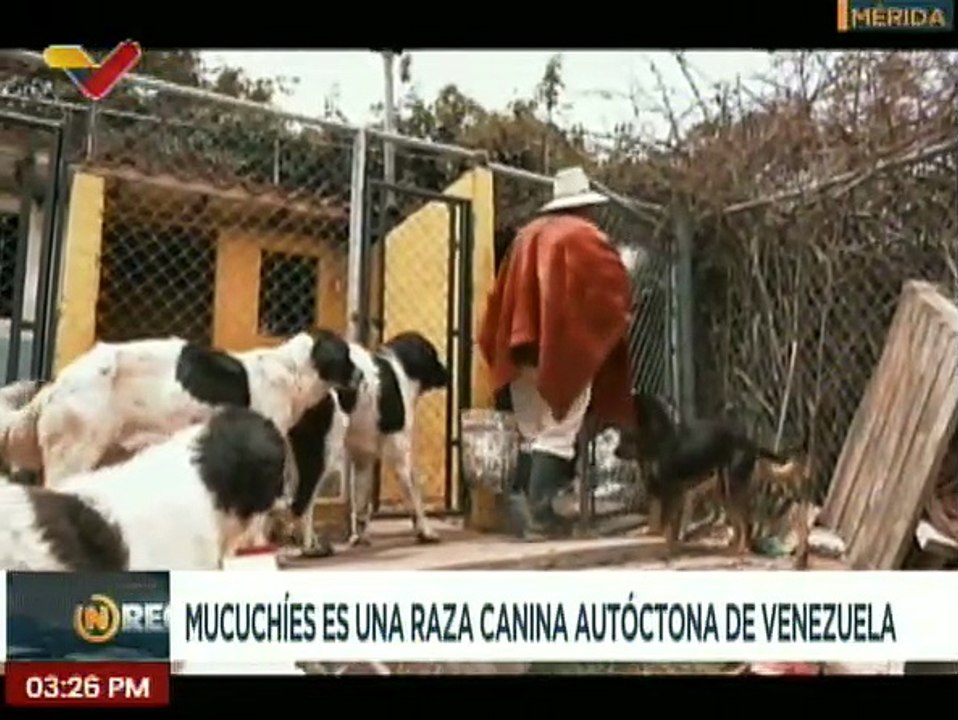 Mérida | La raza de perro Mucuchíes está ligada a la historia y acontecimientos de Venezuela