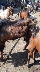 Kambing Jantan Jumbo Tinggi 1 Meter Muncul di Pasar Bendilwungu