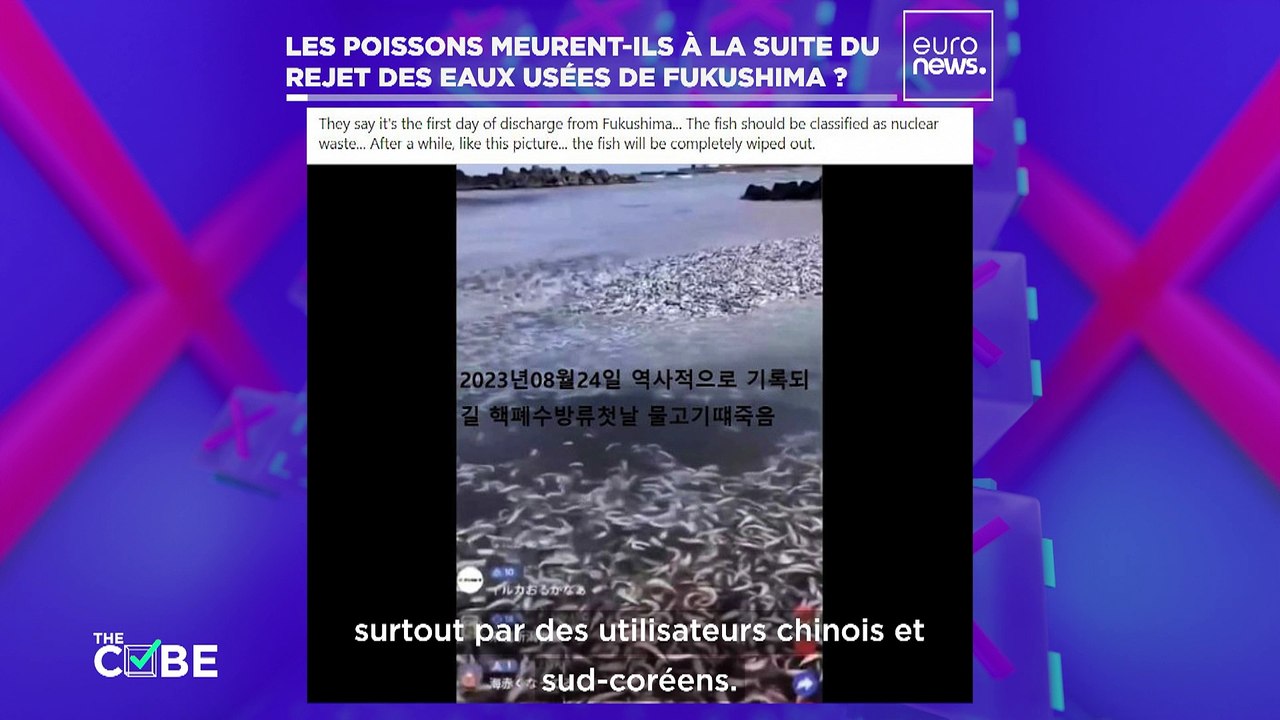 TheCube : les rejets de la centrale de Fukushima ont-ils tué des milliers de poissons au japon ?