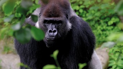 GORILLA VS 20 MEN - The Ultimate Battle of Strength