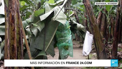 En Ecuador, el tráfico de cocaína se infiltra en la industria bananera de exportación
