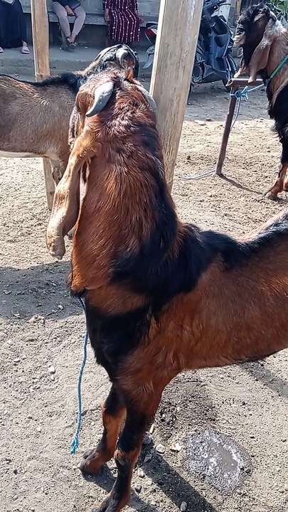 Kondisi Pasar Penuh Kambing Jawa Randu Merah Jantan Buat Pejantan