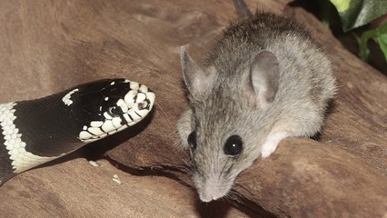 ¡Increíble! Esta rata luchó con una serpiente para salvar a su cría