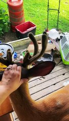 A Very Talkative Deer Receives Scritches