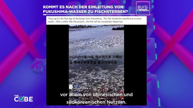 Wahr oder falsch: Hat die Verklappung des Fukushima-Wassers ein riesiges Fischsterben ausgelöst?