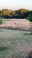 Dog And Coyote Prance Together