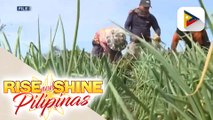 Onion farmers, nanawagan sa DA na ipatigil ang pag-import ng sibuyas