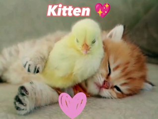 Anak kucing Dan Anak Ayam