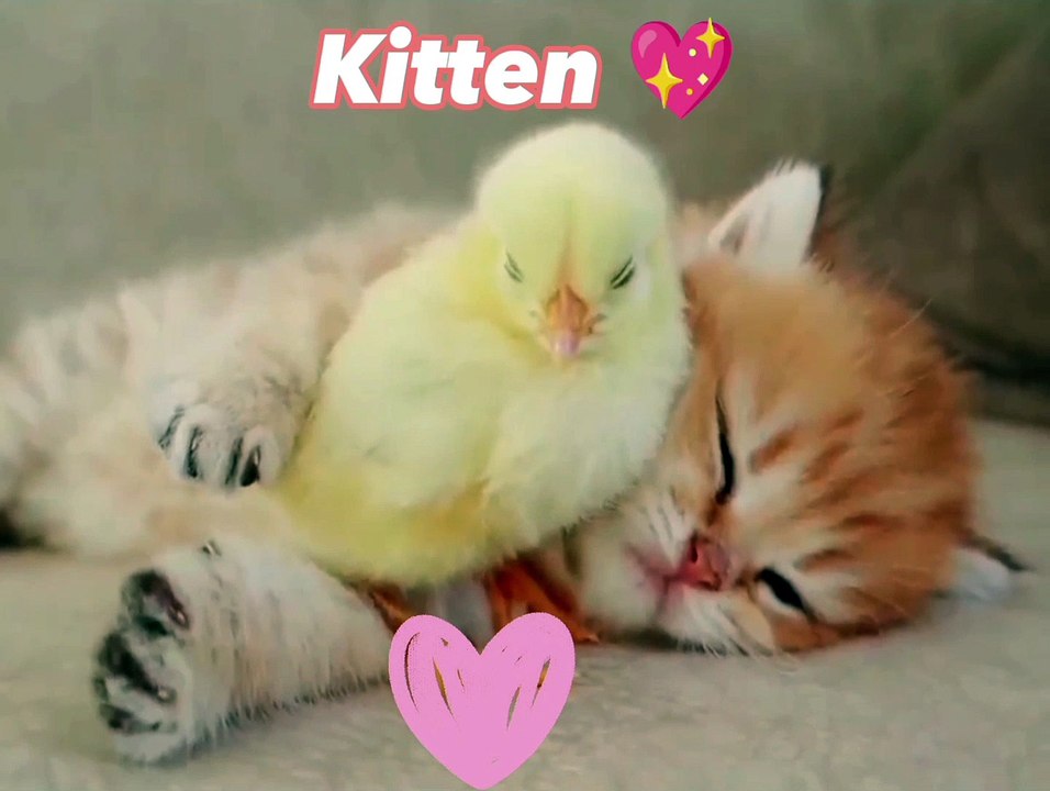Anak kucing Dan Anak Ayam