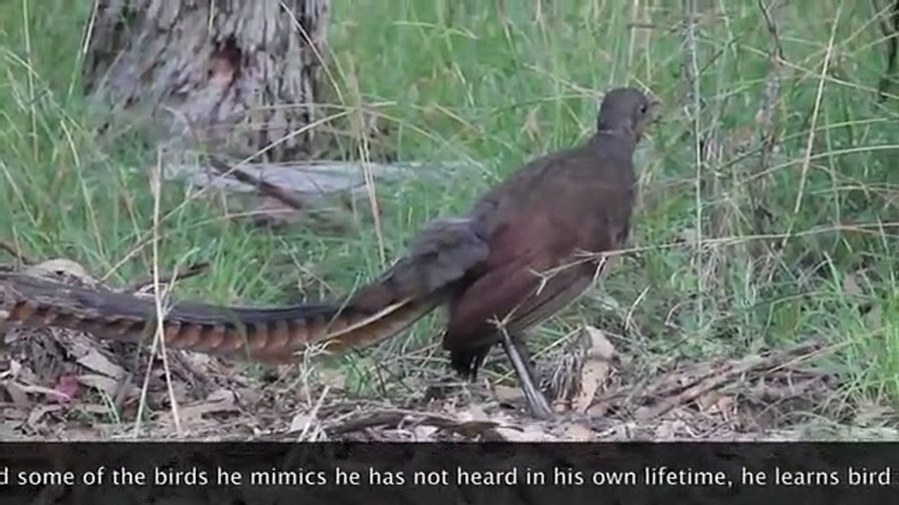 Amazing Lyrebird Dance & Song Performance, watch and enjoy