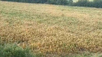 जावरा: बारिश की खेच से खेतों में पड़ी दरारें, पौधे मुरझाए बड़ी किसानो की चिंताएं