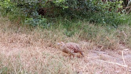 Big indian teetar ki awaz