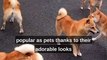 Shiba Inus: The Fox-Like Japanese Dogs