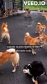 Shiba Inus: The Fox-Like Japanese Dogs