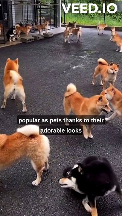 Shiba Inus: The Fox-Like Japanese Dogs