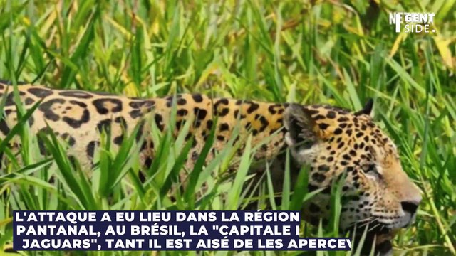 Un homme survit de manière insolite à une attaque de jaguar, grâce à cet objet du quotidien