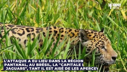 Un homme survit de manière insolite à une attaque de jaguar, grâce à cet objet du quotidien